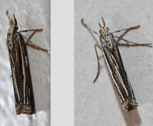 Réf. 287 931 : Ancylolomia tentaculella